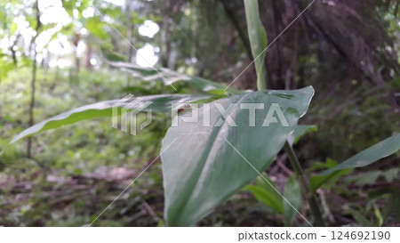 Syrphoctonus, Ichneumonid wasps, Syrphoctonus tarsatorius, Diplazon. Shot in forest. 124692190