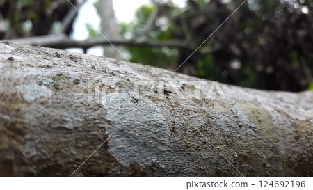 Phlaeothripidae is a family of thrips with hundreds of genera. They are the only extant family of the suborder Tubulifera. Phlaeothripidae, thrips, Elaphrothrips tuberculatus. Phlaeothripidae is a family of thrips with hundreds of genera. They are the only extant family of the suborder Tubulifera. Phlaeothripidae, thrips, Elaphrothrips tuberculatus. 124692196