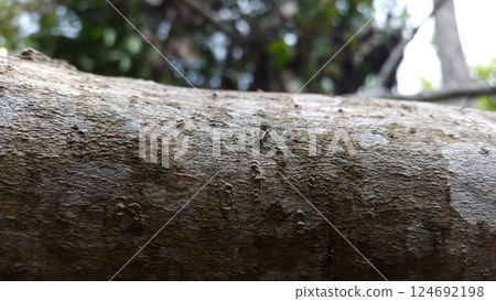 Phlaeothripidae is a family of thrips with hundreds of genera. They are the only extant family of the suborder Tubulifera. Phlaeothripidae, thrips, Elaphrothrips tuberculatus. 124692198