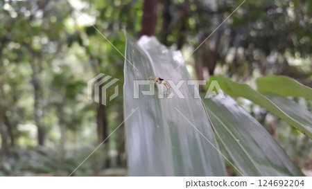 Arachnid small jumping spider on green leaf. Shot in jungle. 124692204