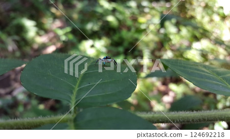 Blue jumping spider perched on a green leaf. Elegant Golden Jumper, Chrysilla volupe, jumping spider, Genus Sidusa. 124692218