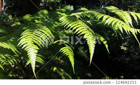 Fern wallpaper. Photo of fern leaves being shot in the forest. Nature Theme. Fern wallpaper. Photo of fern leaves being shot in the forest. Nature Theme. 124692251