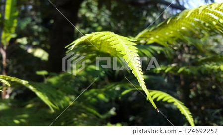 Fern wallpaper. Photo of fern leaves being shot in the forest. Nature Theme. 124692252