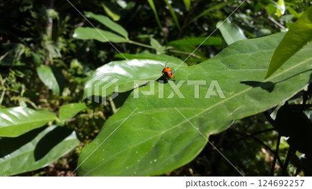 ORCHID BEETLES, DENDROBIUM BEETLE. STETHOPACHYS FORMOSA perched on a green leaf. Shot in forest ORCHID BEETLES, DENDROBIUM BEETLE. STETHOPACHYS FORMOSA perched on a green leaf. Shot in forest 124692257