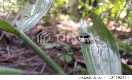 Chrysomya megacephala perched on a plant leaf. Shot in jungle. Calliphoridae, Luciliinae, Lucilia, Phaenicia, Musca caesar Chrysomya megacephala perched on a plant leaf. Shot in jungle. Calliphoridae, Luciliinae, Lucilia, Phaenicia, Musca caesar 124692264