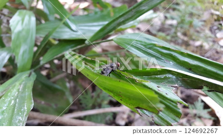 Musca domestica perched on a leaf. Shot in the jungle. Musca domestica, subordo Cyclorrhapha, Chrysomya megacephala, Calliphoridae, Luciliinae, Lucilia, Phaenicia, Musca caesar. 124692267