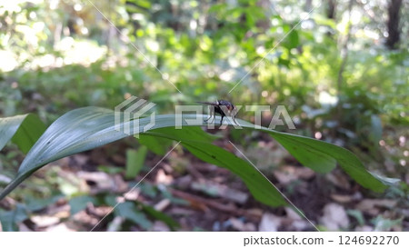 Musca domestica perched on a leaf. Shot in the jungle. Musca domestica, subordo Cyclorrhapha, Chrysomya megacephala, Calliphoridae, Luciliinae, Lucilia, Phaenicia, Musca caesar. 124692270