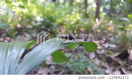 Musca domestica perched on a leaf. Shot in the jungle. Musca domestica, subordo Cyclorrhapha, Chrysomya megacephala, Calliphoridae, Luciliinae, Lucilia, Phaenicia, Musca caesar. 124692272