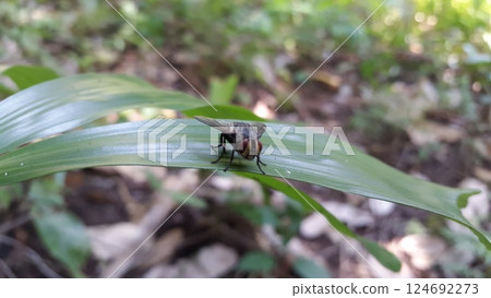 Musca domestica perched on a leaf. Shot in the jungle. Musca domestica, subordo Cyclorrhapha, Chrysomya megacephala, Calliphoridae, Luciliinae, Lucilia, Phaenicia, Musca caesar. Musca domestica perched on a leaf. Shot in the jungle. Musca domestica, subordo Cyclorrhapha, Chrysomya megacephala, Calliphoridae, Luciliinae, Lucilia, Phaenicia, Musca caesar. 124692273