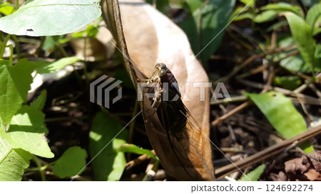 Cicadae insect on brown leaf. Shot in the jungle. Insect T auletes - Megatibicen auletes - giant cicada. 124692274