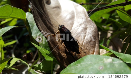 Cicadae insect on brown leaf. Shot in the jungle. Insect T auletes - Megatibicen auletes - giant cicada. 124692279