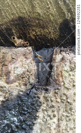 micropezidae (micropezidae), mating stilt-legged flies. Shot in the forest. 124692281