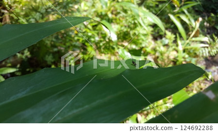Eucharitid Wasp perched on a green plant leaf. Shot in jungle. Microplitis, chelonus, cotesia glomerata. 124692288