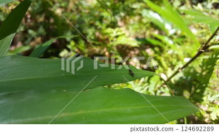 Eucharitid Wasp perched on a green plant leaf. Shot in jungle. Microplitis, chelonus, cotesia glomerata. 124692289