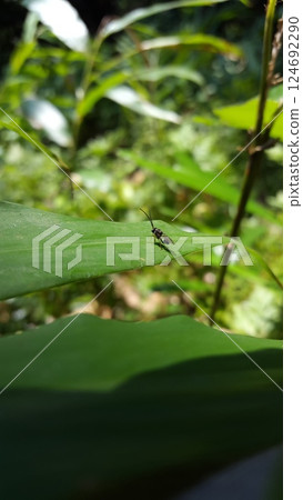 Eucharitid Wasp perched on a green plant leaf. Shot in jungle. Microplitis, chelonus, cotesia glomerata. Eucharitid Wasp perched on a green plant leaf. Shot in jungle. Microplitis, chelonus, cotesia glomerata. 124692290