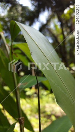 Druon quercuslanigerum, Braconid wasp (Cotesia marginiventris), Cryptanusia aureiscutellum (Girault, 1926) Druon quercuslanigerum, Braconid wasp (Cotesia marginiventris), Cryptanusia aureiscutellum (Girault, 1926) 124692293
