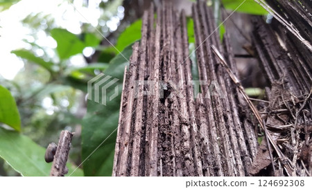 Pseudeuophrys erratica, Thiania inermis, Metaphidippus. Gorilla Spider, Jumping Spider (Evarcha arcuata), Animalia Kingdom 124692308