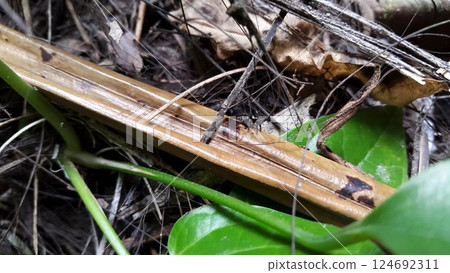 Pseudeuophrys erratica, Thiania inermis, Metaphidippus. Gorilla Spider, Jumping Spider (Evarcha arcuata), Animalia Kingdom Pseudeuophrys erratica, Thiania inermis, Metaphidippus. Gorilla Spider, Jumping Spider (Evarcha arcuata), Animalia Kingdom 124692311