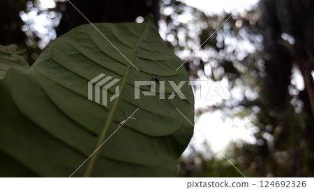 Small blue spider. Jumping spiders of the Family Salticidae. South East Asian Spiders (Jumping Spiders). 124692326