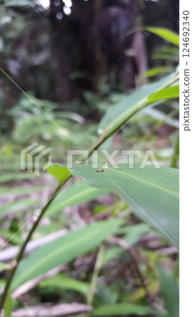 Out of focus. Lithocharis nigriceps, Stilicopsis Sachse, Conoderus suturalis, Species Hoplandria lateralis. shot in jungle 124692340