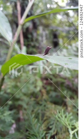 Long horned moths, Psychoides verhuella, Psychoides filicivora, Infurcitinea argentimaculella, Oxypteryx unicolorella, Lebendfotos, Crocanthes glycina. Shot in forest. 124692447