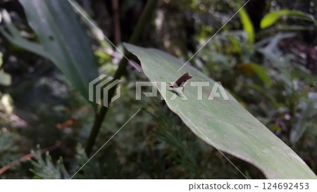 Long horned moths, Psychoides verhuella, Psychoides filicivora, Infurcitinea argentimaculella, Oxypteryx unicolorella, Lebendfotos, Crocanthes glycina. Shot in forest. Long horned moths, Psychoides verhuella, Psychoides filicivora, Infurcitinea argentimaculella, Oxypteryx unicolorella, Lebendfotos, Crocanthes glycina. Shot in forest. 124692453