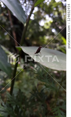 Long horned moths, Psychoides verhuella, Psychoides filicivora, Infurcitinea argentimaculella, Oxypteryx unicolorella, Lebendfotos, Crocanthes glycina. Shot in forest. Long horned moths, Psychoides verhuella, Psychoides filicivora, Infurcitinea argentimaculella, Oxypteryx unicolorella, Lebendfotos, Crocanthes glycina. Shot in forest. 124692454