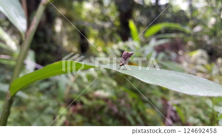 Long horned moths, Psychoides verhuella, Psychoides filicivora, Infurcitinea argentimaculella, Oxypteryx unicolorella, Lebendfotos, Crocanthes glycina. Shot in forest. Long horned moths, Psychoides verhuella, Psychoides filicivora, Infurcitinea argentimaculella, Oxypteryx unicolorella, Lebendfotos, Crocanthes glycina. Shot in forest. 124692458