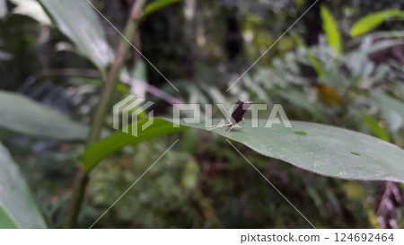 Out of focus. Long horned moths, Psychoides verhuella, Psychoides filicivora, Infurcitinea argentimaculella, Oxypteryx unicolorella, Lebendfotos, Crocanthes glycina 124692464