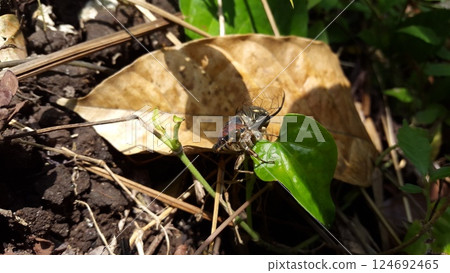 neotibicen tibicen, megatibicen auletes, dog day cicadas, cicadas, cicadae, giant cicadaInsect T auletes. Shot in Forest. neotibicen tibicen, megatibicen auletes, dog day cicadas, cicadas, cicadae, giant cicadaInsect T auletes. Shot in Forest. 124692465