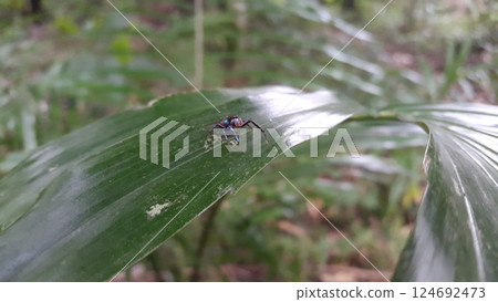 Elegant Golden Jumper, Chrysilla volupe, jumping spider, Genus Sidusa. Shot in jungle. Asian Spiders Salticidae (Jumping Spiders). 124692473