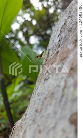 Micropezidae (micropeziday), stilt-legged flies perched on the texture of logged wood. Shot in forest. 124692480