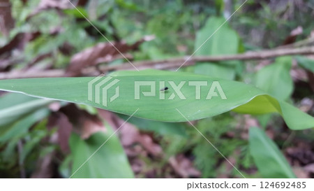 Very small black insect. out of focussed. 124692485