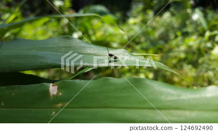 Eucharitid Wasp perched on a green plant leaf. Shot in jungle. Microplitis, chelonus, cotesia glomerata. Eucharitid Wasp perched on a green plant leaf. Shot in jungle. Microplitis, chelonus, cotesia glomerata. 124692490