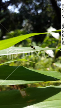 Eucharitid Wasp perched on a green plant leaf. Shot in jungle. Microplitis, chelonus, cotesia glomerata. Eucharitid Wasp perched on a green plant leaf. Shot in jungle. Microplitis, chelonus, cotesia glomerata. 124692491