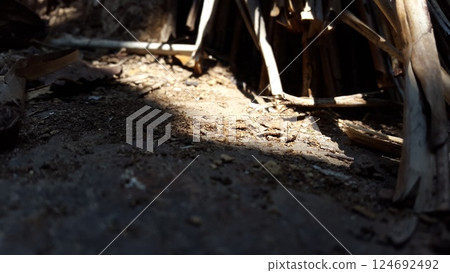 Sunlight background. Shot in jungle. Sunlight background. Shot in jungle. 124692492