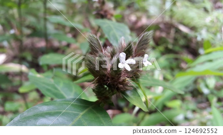 Lepidagathis incurva flower wallpaper. Shot in mountain.Justicia micrantha, Phaulopsis imbricata, ACANTHACEAE, willow leaf scale flower, Lepidagathis incurva, Phaulopsis 124692552