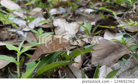 Dragonfly, Chalky percher, Long Skimmer (Orthetrum trinacria), Phyllothemis eltoni Fraser, Green marsh hawk-Orthetrum sabina. 124692562