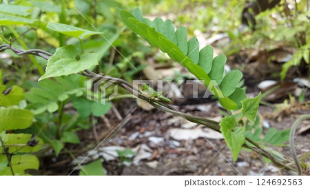 Green Grasshopper perched on the stem of a plant. Grasshopper, Valanga nigricornis, cyrtacanthacridinae. Green Grasshopper perched on the stem of a plant. Grasshopper, Valanga nigricornis, cyrtacanthacridinae. 124692563