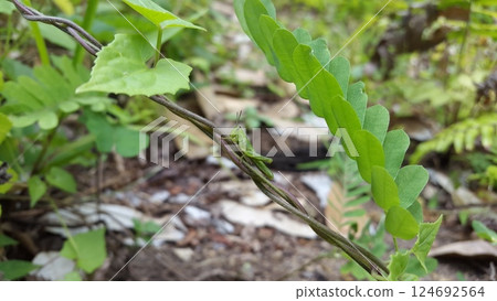 Green Grasshopper perched on the stem of a plant. Grasshopper, Valanga nigricornis, cyrtacanthacridinae. 124692564