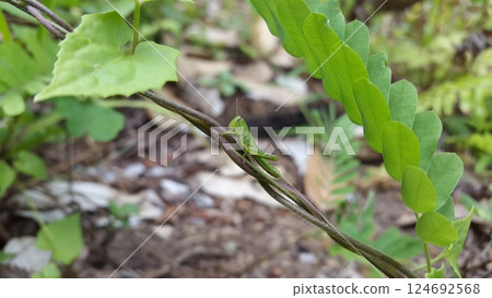 Green Grasshopper perched on the stem of a plant. Grasshopper, Valanga nigricornis, cyrtacanthacridinae. Green Grasshopper perched on the stem of a plant. Grasshopper, Valanga nigricornis, cyrtacanthacridinae. 124692568