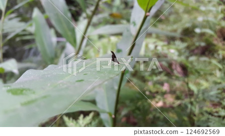 Long horned moths, Psychoides verhuella, Psychoides filicivora, Infurcitinea argentimaculella, Oxypteryx unicolorella, Lebendfotos, Crocanthes glycina. Shot in forest. 124692569