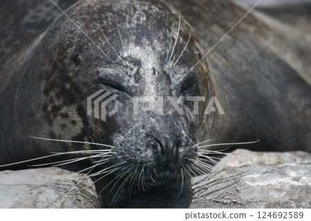 Zenigata密封件 124692589