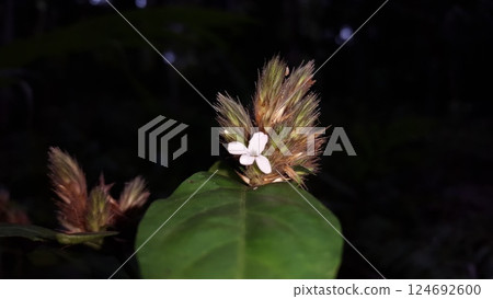 Lepidagathis incurva flower wallpaper. Shot in mountain.Justicia micrantha, Phaulopsis imbricata, ACANTHACEAE, willow leaf scale flower, Lepidagathis incurva, Phaulopsis 124692600