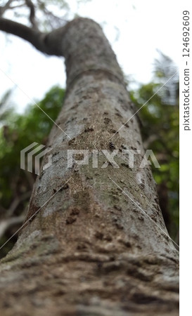 Nature theme wallpaper. Tree texture background in the forest. Shot in mountain. Nature theme wallpaper. Tree texture background in the forest. Shot in mountain. 124692609
