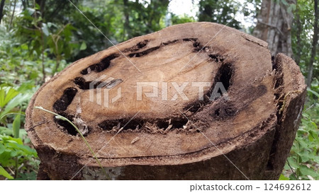 Used trees are cut down. Sick tree in the forest. Shot in the forest. Used trees are cut down. Sick tree in the forest. Shot in the forest. 124692612