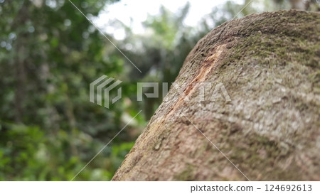 Nature theme wallpaper. Tree texture background in the forest. Shot in mountain. Nature theme wallpaper. Tree texture background in the forest. Shot in mountain. 124692613