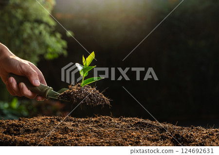 A young seedling plant on a spoon shovel with light orange sunlight. Earth Day Concept. A young seedling plant on a spoon shovel with light orange sunlight. Earth Day Concept. 124692631