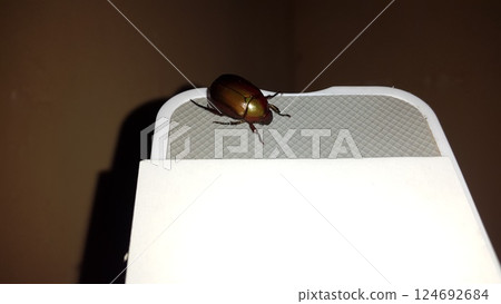 (Chrysomelidae), Leaf beetle (Chrysolina polita). This species lives on Lamiaceae in wetlands, such as lycope and round-leaved mint. 124692684