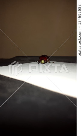 (Chrysomelidae), Leaf beetle (Chrysolina polita). This species lives on Lamiaceae in wetlands, such as lycope and round-leaved mint. 124692688